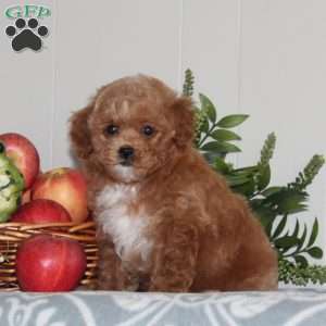 Buzz, Forever Puppy